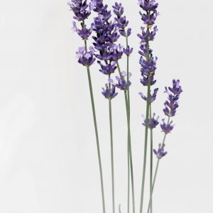 aceite-esencial-de-lavanda-nativus