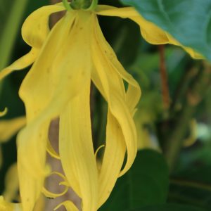 aceite-esencial-de-ylang-ylang-nativus