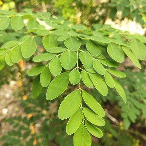 exfoliante-moringa-nativus