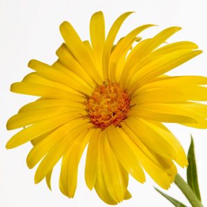 manteca-mantequilla-calendula-nativus